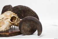 mouflon skull antlers 0039